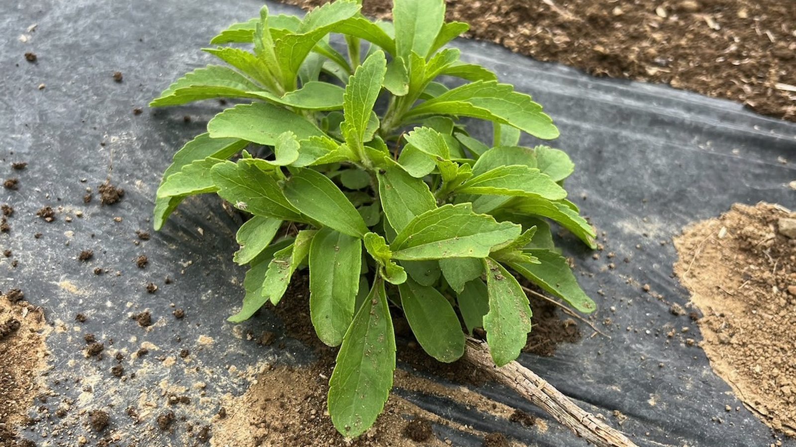 黒マルチに定植したステビアの株